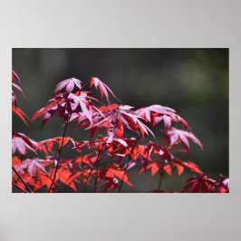 Maple Träd Poster
