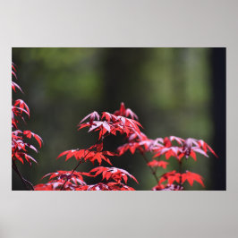 Maple Träd Poster