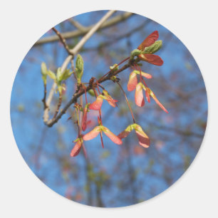 Maple Träd Seeds-dekal Runt Klistermärke