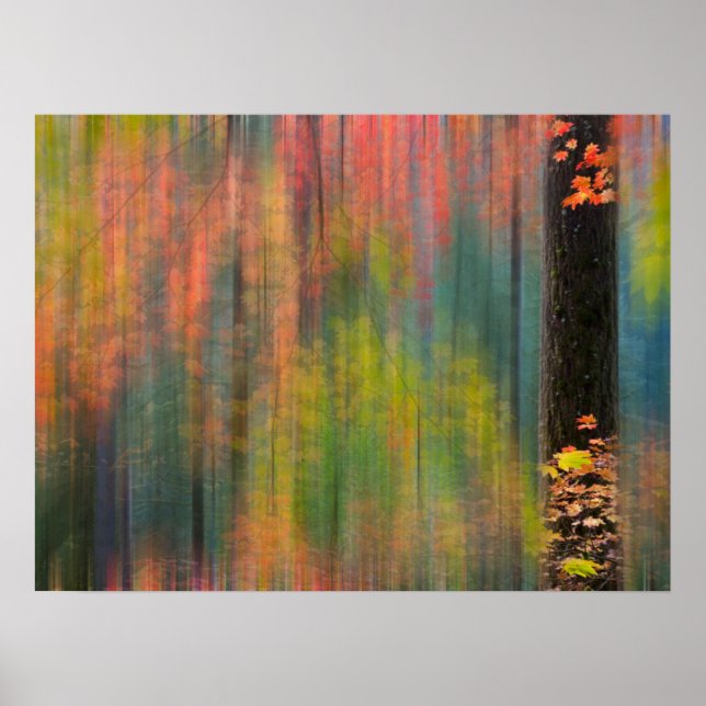 Maple Träd | Silver Falls State Park Poster (Framsidan)