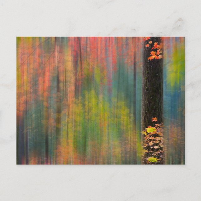 Maple Träd | Silver Falls State Park Vykort (Framsida)