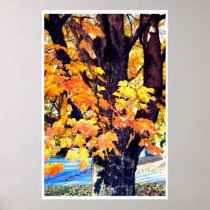 Maple Träd Träd Höst löv Photography Poster