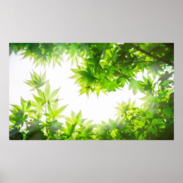 Maple träd träd löv twig struktur poster (Framsidan)