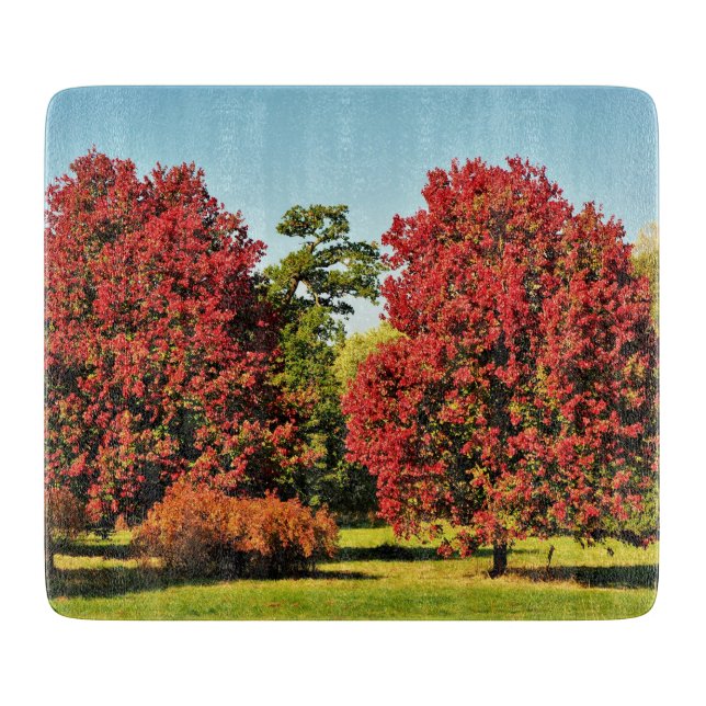 Maple träd under hösten - glasbrädor (Framsidan)