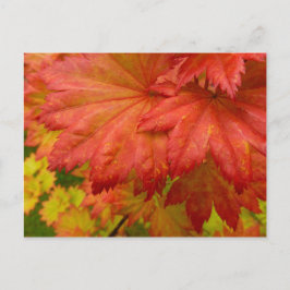 Maple-vykort för Löv med full rörelse Vykort