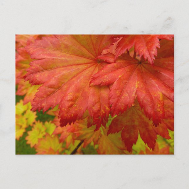 Maple-vykort för Löv med full rörelse Vykort (Framsida)