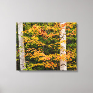 Maple & White Birch Vita berg, NH Canvastryck