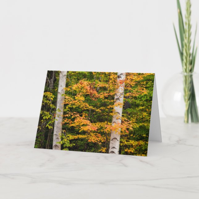 Maple & White Birch | Vita berg, NH Kort (Framsida)