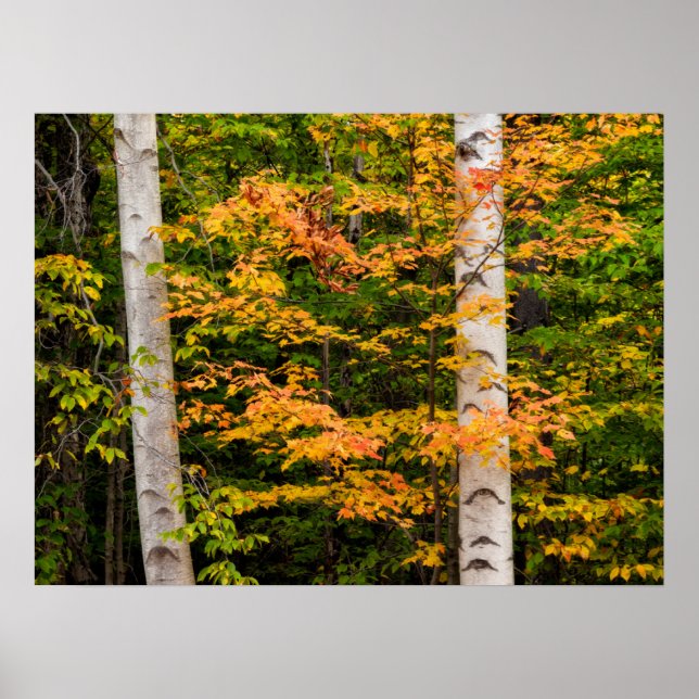 Maple & White Birch | Vita berg, NH Poster (Framsidan)
