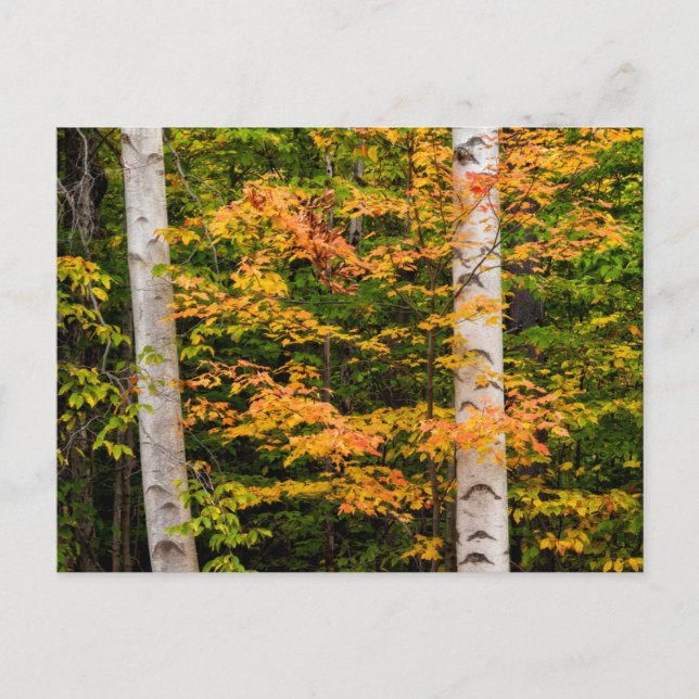Maple & White Birch | Vita berg, NH Vykort (Framsida)