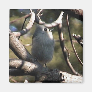 mapp zazz 1 012 magnet