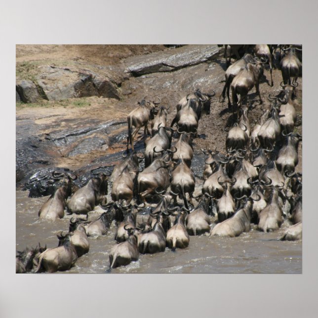 mara vildebeest poster (Framsidan)