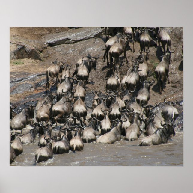 mara wilde beest poster (Framsidan)