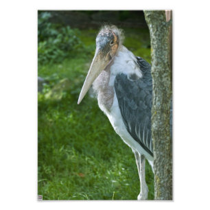 Marabou Fototryck