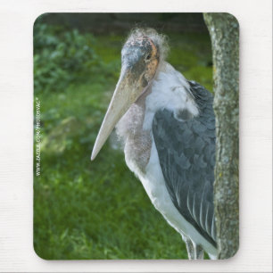 Marabou Musmatta