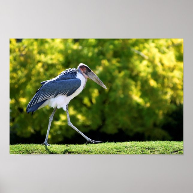 Marabou stork som går på gräs poster (Framsidan)