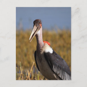 Marabou Vykort