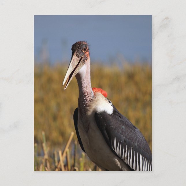 Marabou Vykort (Framsida)