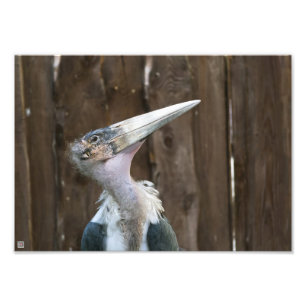 Marabustork Fototryck