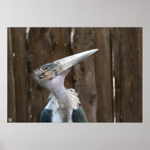 Marabustork Poster