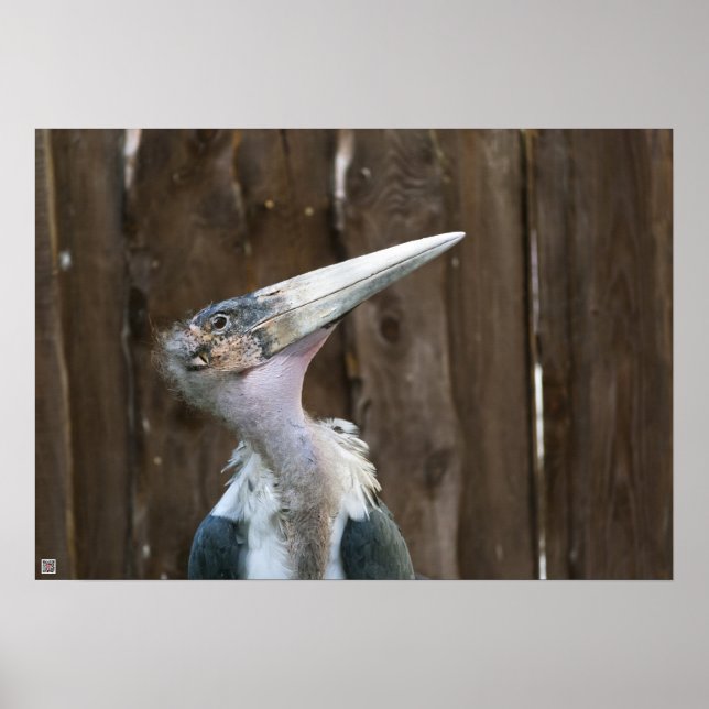 Marabustork Poster (Framsidan)