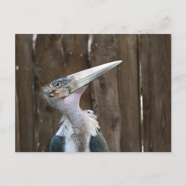 Marabustork Vykort (Framsida)