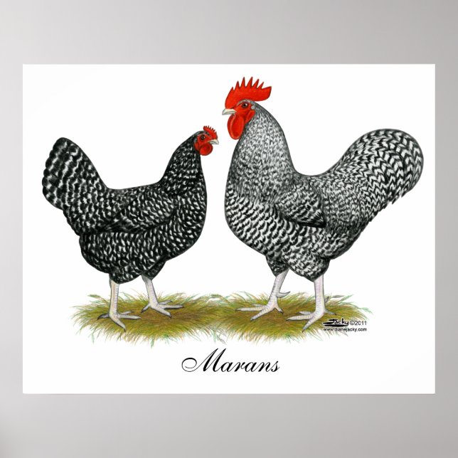 Maraner: Cuckoo Pair Poster (Framsidan)