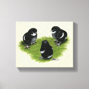 Marans Black Copper Chicks Canvastryck