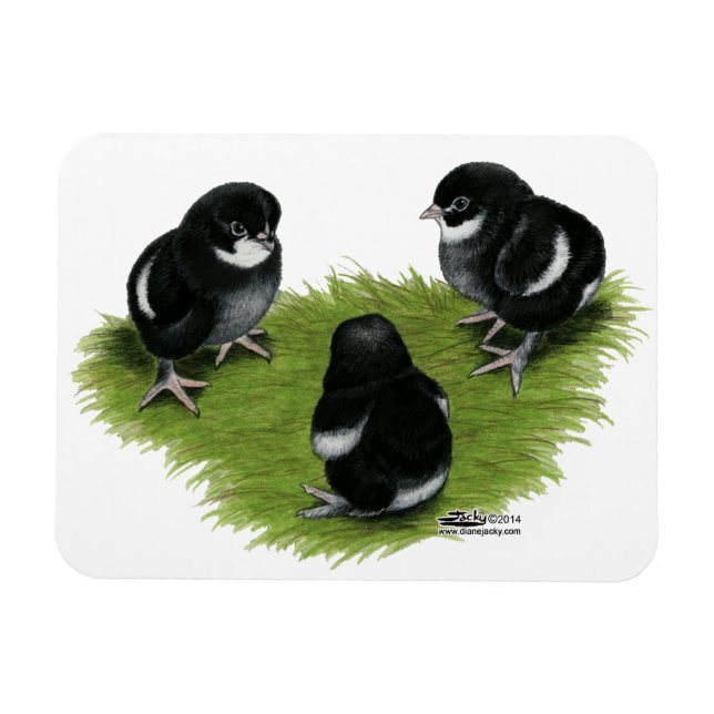Marans Black Copper Chicks Magnet (Horisontell)