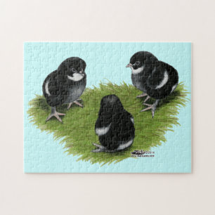 Marans Black Copper Chicks Pussel