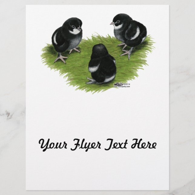 Marans Black Copper Chicks Reklamblad (Framsidan)