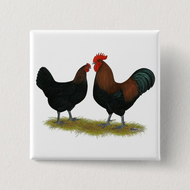 Marans Black Copper Knapp (Framsida)
