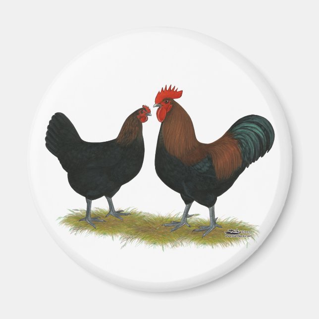 Marans Black Copper Magnet (Framsidan)