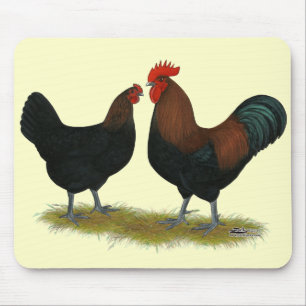 Marans Black Copper Musmatta