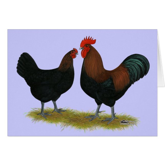 Marans Black Copper OBS Kort (Framsidan Horizontal)