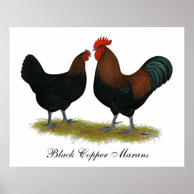 Marans Black Copper Poster (Framsidan)