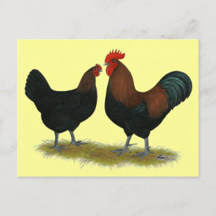 Marans Black Copper Vykort