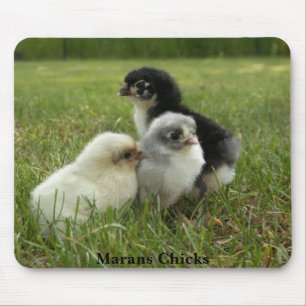 Marans chickar musmatta