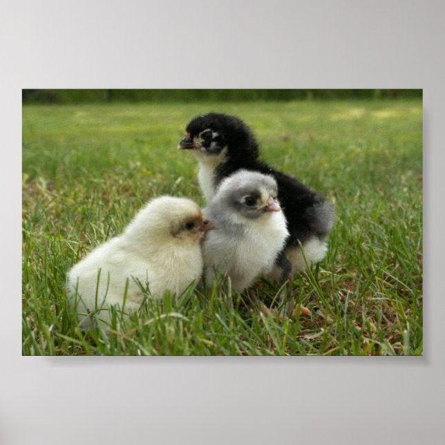 Marans Chicks Poster (Framsidan)