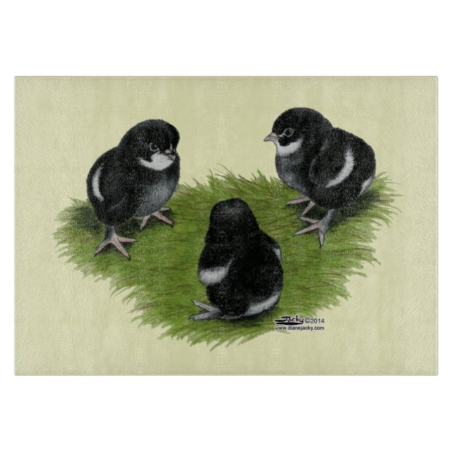 Marans Svarta Koppar Kycklingar (Framsidan)