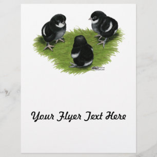 Marans Svarta Koppar Kycklingar Reklamblad