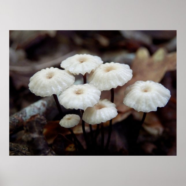 Marasmius rotula Mushroom Poster (Framsidan)