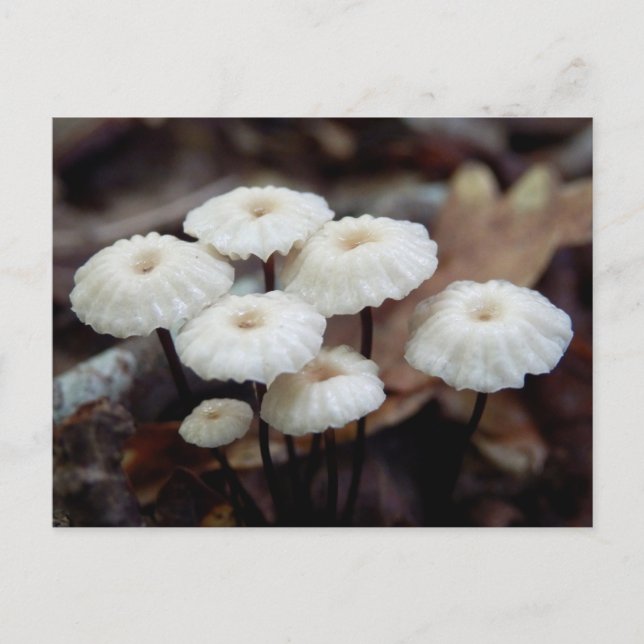 Marasmius rotula Mushroom vykort (Framsida)