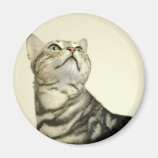 Marble Bengal Cat Magnet