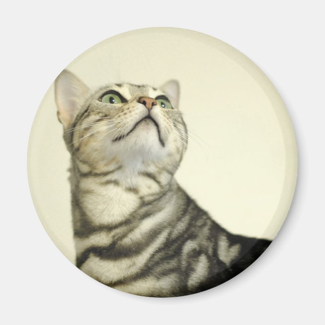 Marble Bengal Cat Magnet (Framsidan)
