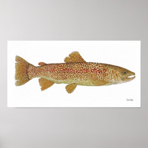 Marble Trout of Slovenska Art Poster