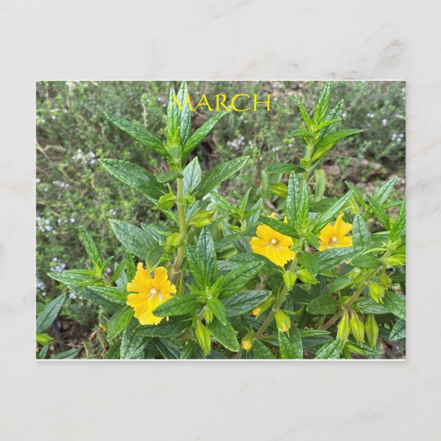 MARCH VYKORT (Framsida)