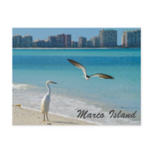 Marco Island Wildlife-vykort