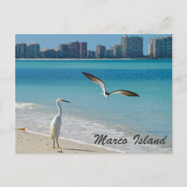 Marco Island Wildlife-vykort Vykort (Framsida)