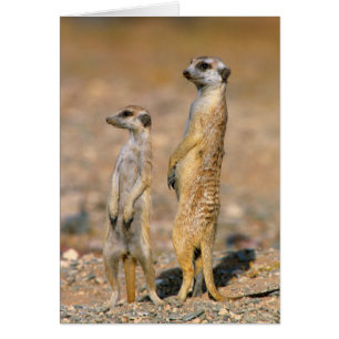 Mårddjur (Suricata Suricatta) vaktposter, Karas Hälsningskort